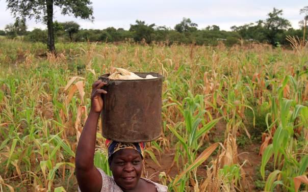 To build resilience to climate change, help African women farmers ...